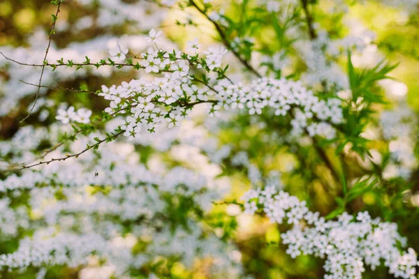 Flores Jardim Lindas Flores Brancas Flores Brancas Florescentes Spirea Close — Fotografia de Stock