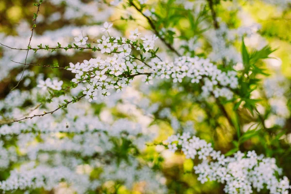 Flores Jardim Lindas Flores Brancas Flores Brancas Florescentes Spirea Close — Fotografia de Stock