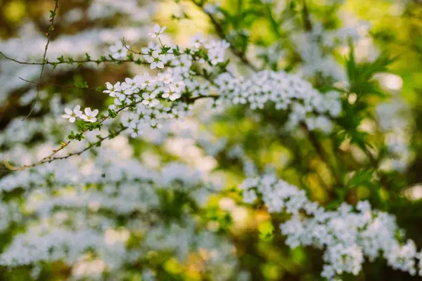 Flores Jardim Lindas Flores Brancas Flores Brancas Florescentes Spirea Close — Fotografia de Stock