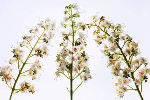 Квіти Каштана Білому Тлі — стокове фото