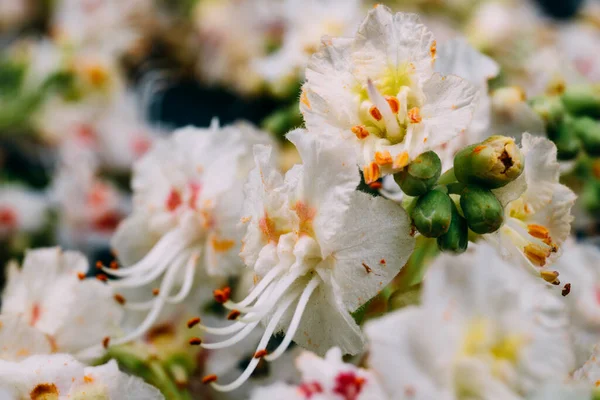 Kestanesi Çiçekleri Makro Kestane Çiçekleri — Stok fotoğraf