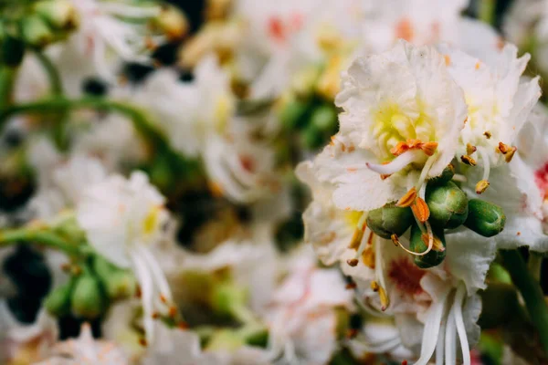 Kestanesi Çiçekleri Makro Kestane Çiçekleri — Stok fotoğraf