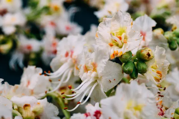 Квіти Каштана Макрозйомка Каштанових Квітів — стокове фото