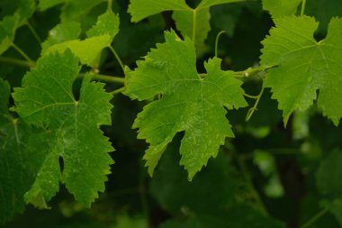 Üzüm bağındaki üzüm yapraklarındaki Randrops..