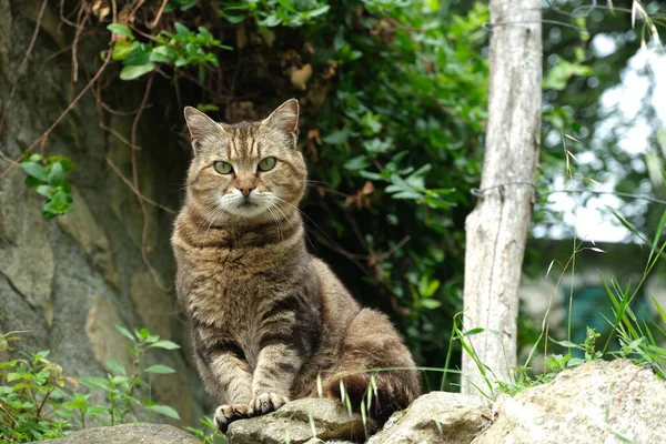 Chat Européen Poil Court Sur Haut Mur — Photo