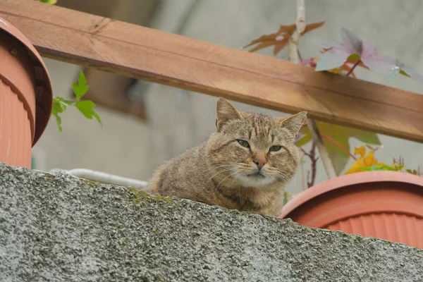 Chat Européen Poil Court Sur Haut Mur — Photo