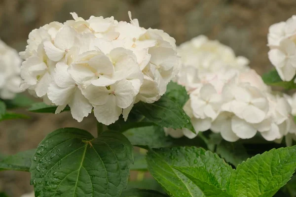 Arbusto Flores Hortensia Blanca — Foto de Stock