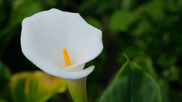 Detail Einer Calla Lilienblüte Einem Garten — Stockfoto