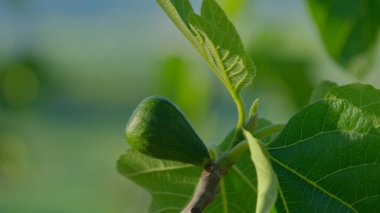 Ağaçtaki yeşil incir meyvesi.