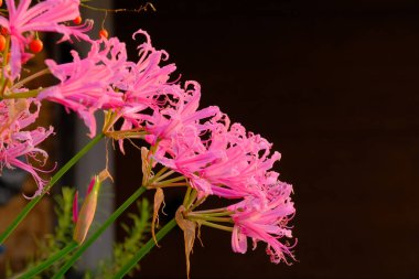 Bahçedeki pembe sarniensis çiçekleri..