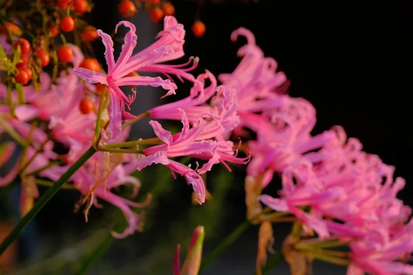 Pink Nerine Sarniensis Flowers Garden — Stock Photo, Image