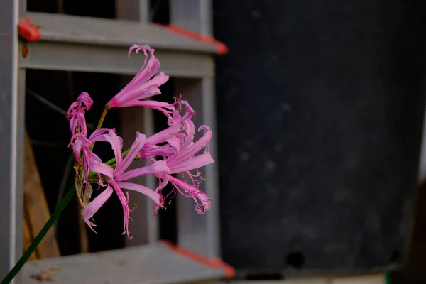 분홍빛을 사리니 엔시스 정원에 — 스톡 사진