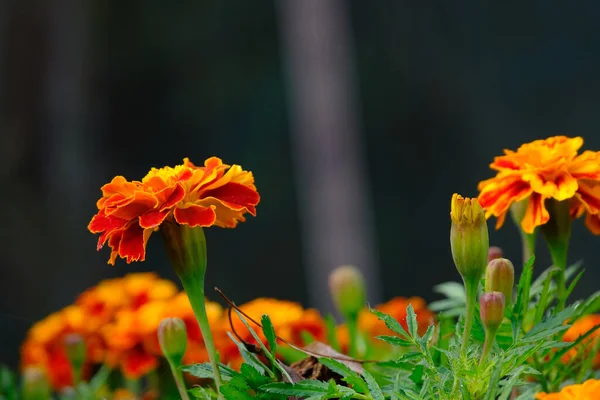 Taletes Blumen Einem Garten — Stockfoto