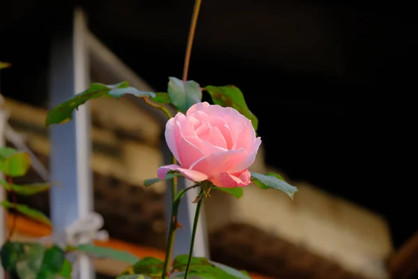 Bahçede pembe bir gül çiçeği.