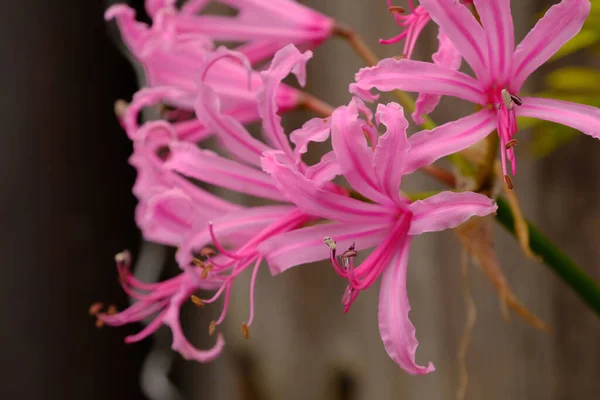 분홍빛을 사리니 엔시스 정원에 — 스톡 사진