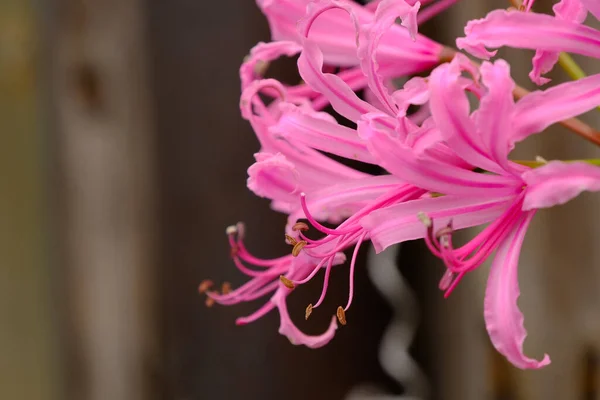 Bahçedeki pembe sarniensis çiçekleri..