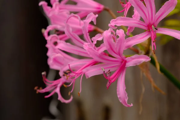 Bahçedeki Pembe Sarniensis Çiçekleri — Stok fotoğraf