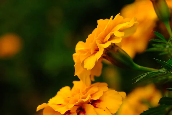 Gelbe Und Rote Tagetes Blühen Einem Garten — Stockfoto