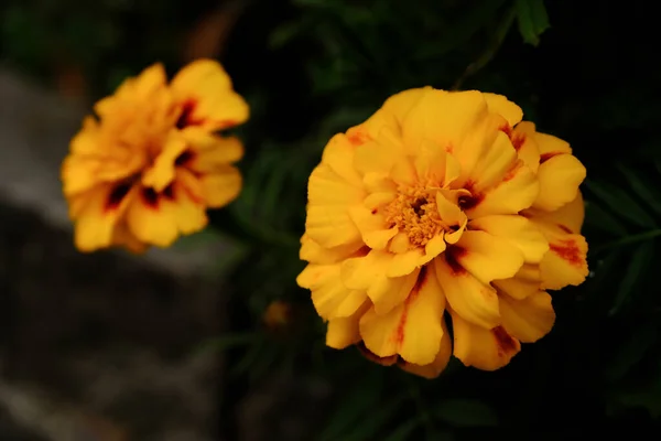 Żółte Czerwone Tagety Kwiaty Ogrodzie — Zdjęcie stockowe