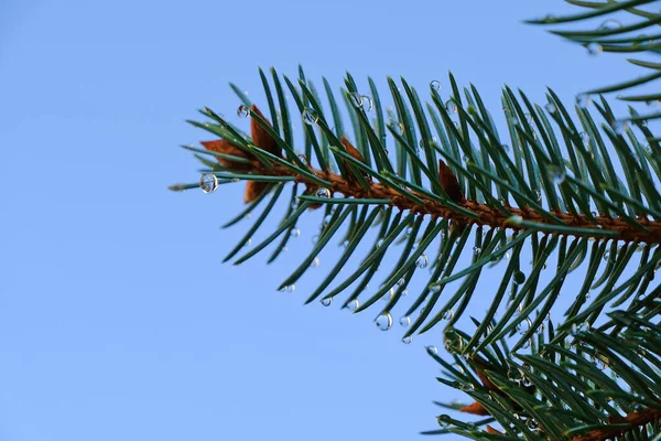 Little Drops Needles Silver Fir — Stock Photo, Image