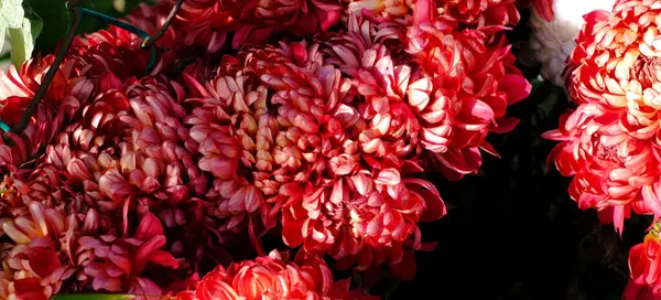 Czerwone Chryzantemy Kwiaty Ogrodzie — Zdjęcie stockowe