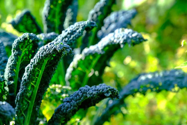 Pianta Cavolo Nero Orto Foto Stock