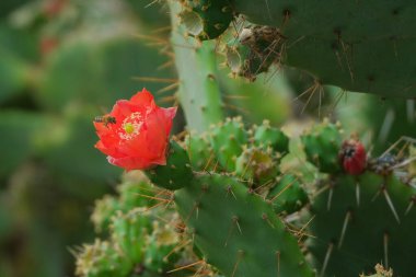 Bir böcek kırmızı bir armut çiçeğinin etrafında uçar..