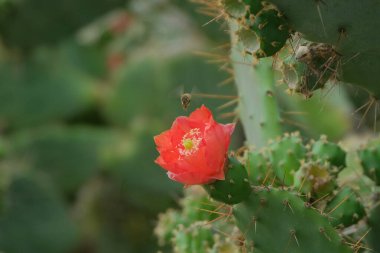 Bir böcek kırmızı bir armut çiçeğinin etrafında uçar..