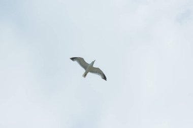Gökyüzünde uçan bir martı kuşu.