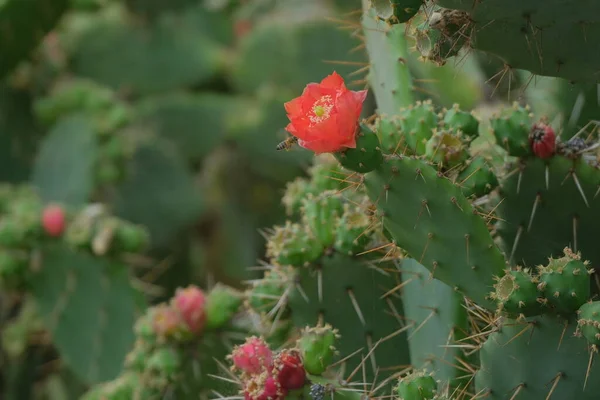 Insect Flies Red Prickly Pear Flower — Stock Photo, Image