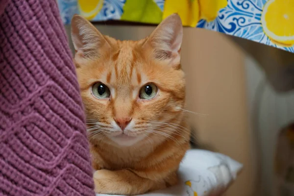 Portrait Male Ginger European Shorthair Cat — Stock Photo, Image