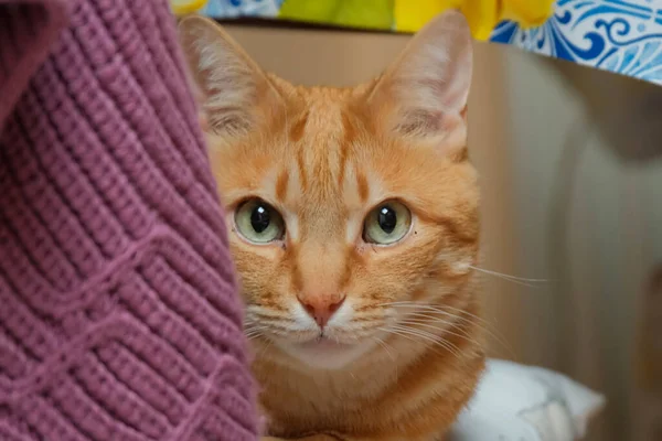 Portrait Male Ginger European Shorthair Cat — Stock Photo, Image