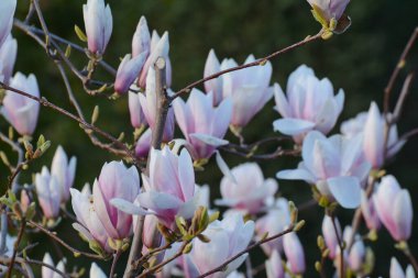 Manolya ağacında beyaz ve pembe çiçekler.