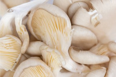 taze istiridye mantarı (Pleurotus ostreatus )