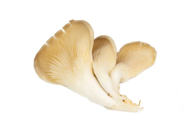 新鲜牡蛎蘑菇 Pleurotus Ostreatus — 图库照片