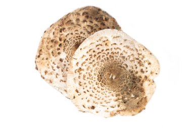 Şemsiye mantarı kapağı (Macrolepiota procera)