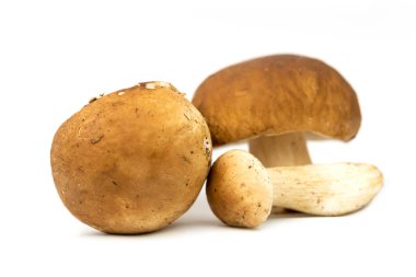 Cep mantarı (Boletus edulis) bozuk para çöreği, porcino, porcini