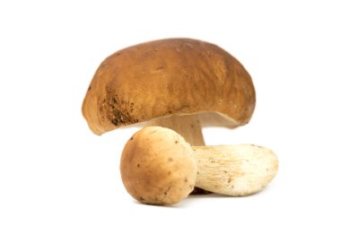 Cep mantarı (Boletus edulis) bozuk para çöreği, porcino, porcini