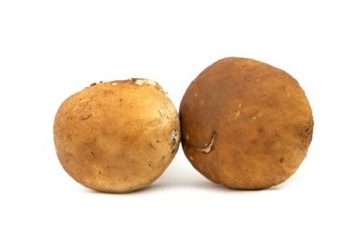 Cep mantarı (Boletus edulis) bozuk para çöreği, porcino, porcini