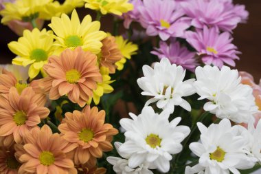 Öküzgözü papatya çiçeği (Leucanthemum vulgare)