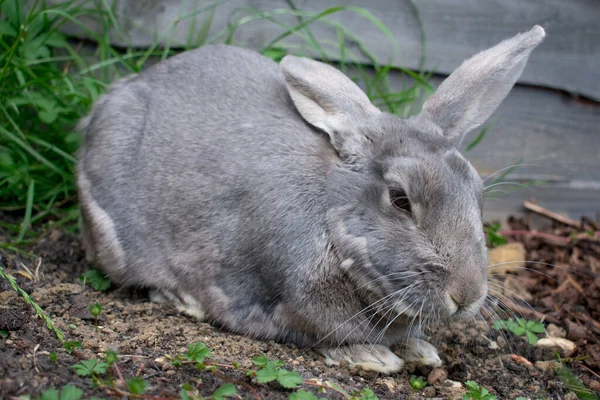 Home Sweet Grey Rabbit Garden — Stock Photo, Image