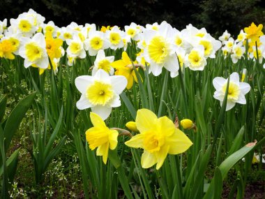 Güzel nergis çiçekleri