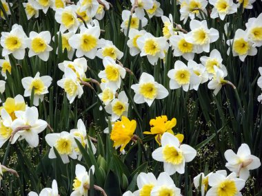 Güzel nergis çiçekleri