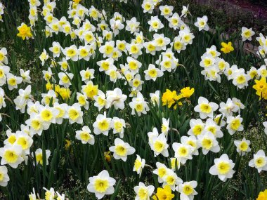 Güzel nergis çiçekleri