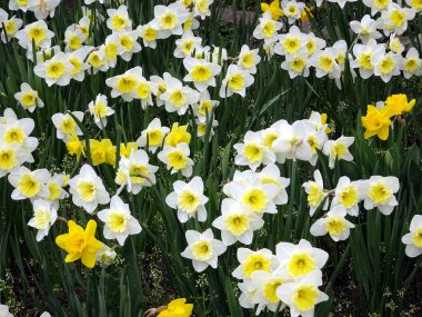 Güzel nergis çiçekleri