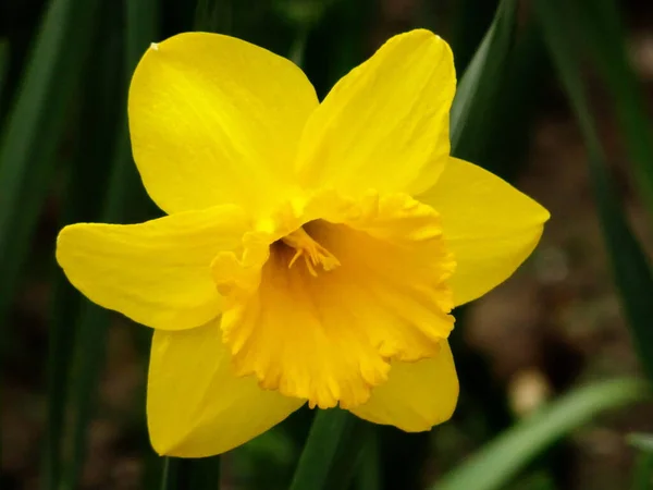 美しいダフォディルの花は — ストック写真