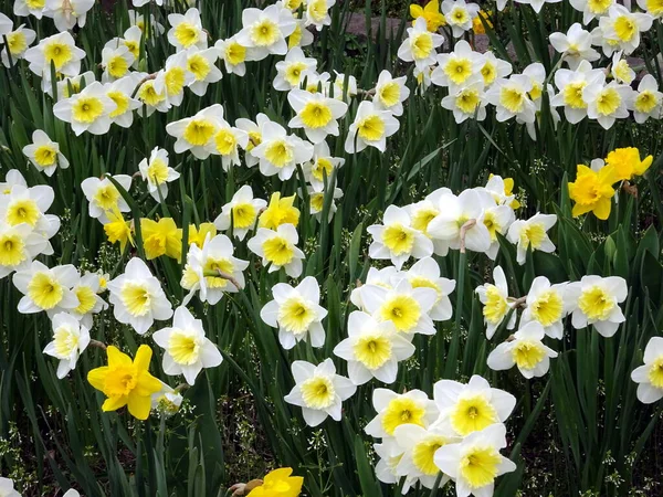 Güzel nergis çiçekleri