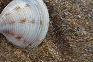 Kumsalda deniz kabukları - deniz kenarında