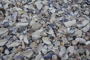 Kumsalda deniz kabukları - deniz kenarında