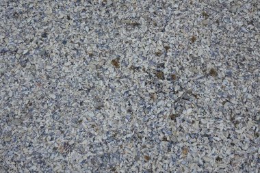 Kumsalda deniz kabukları - deniz kenarında